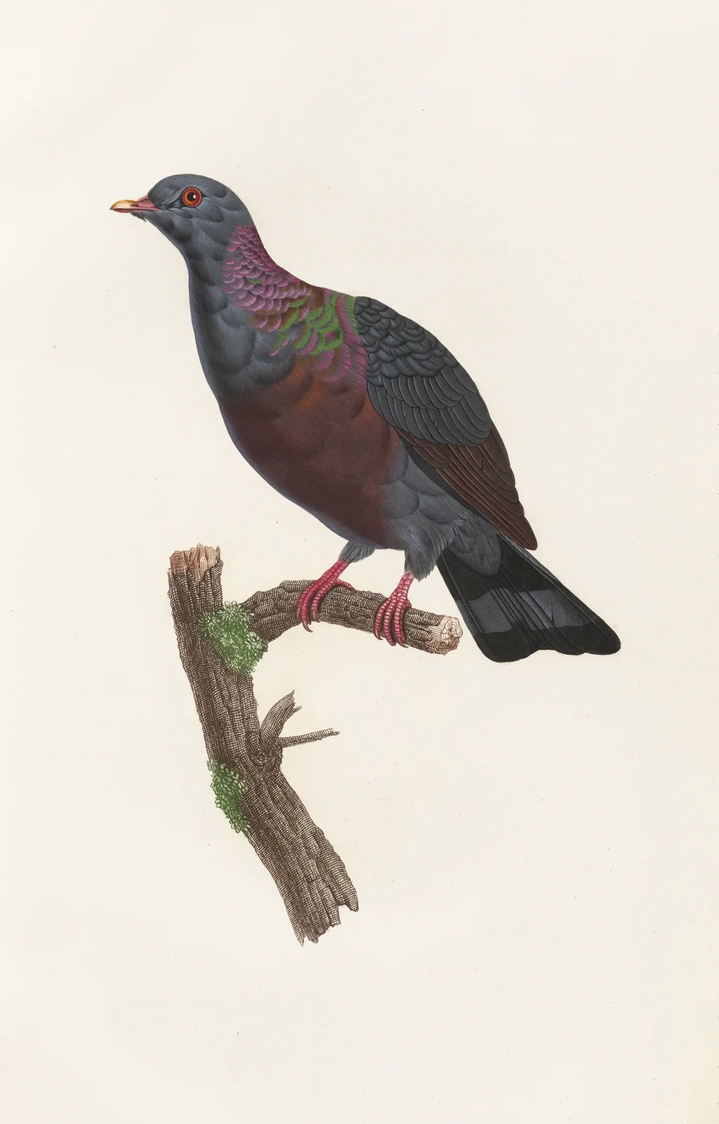 Les pigeons Pl.21 av Coenraad Jacob Temminck
