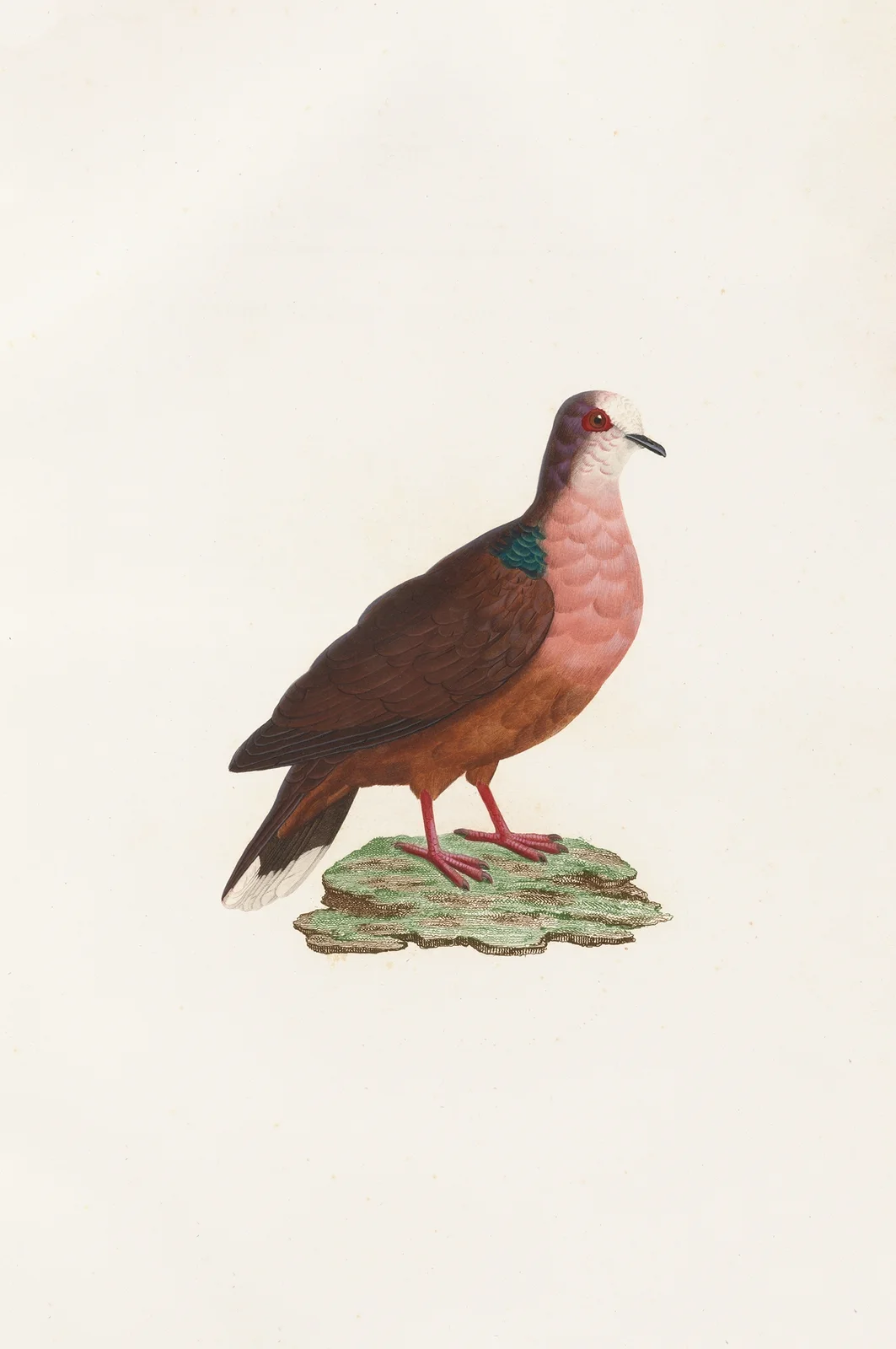 Les pigeons Pl.78 av Coenraad Jacob Temminck