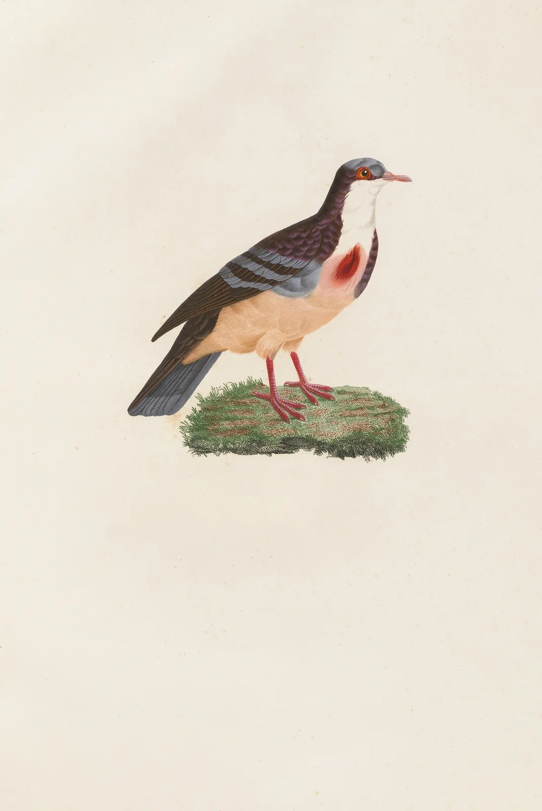 Les pigeons Pl.79 av Coenraad Jacob Temminck