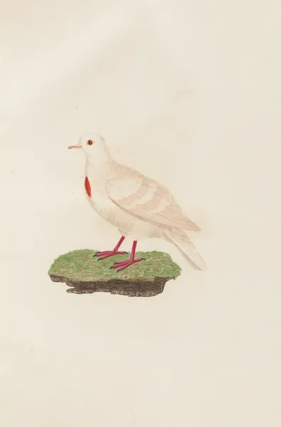 Les pigeons Pl.80 av Coenraad Jacob Temminck