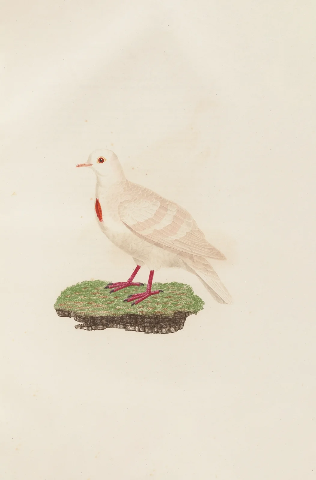 Les pigeons Pl.80 av Coenraad Jacob Temminck