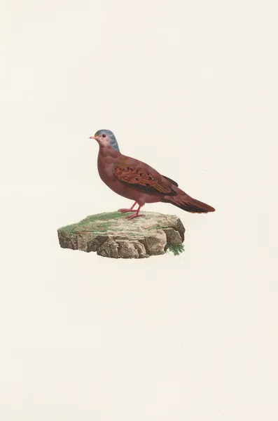 Les pigeons Pl.83 av Coenraad Jacob Temminck