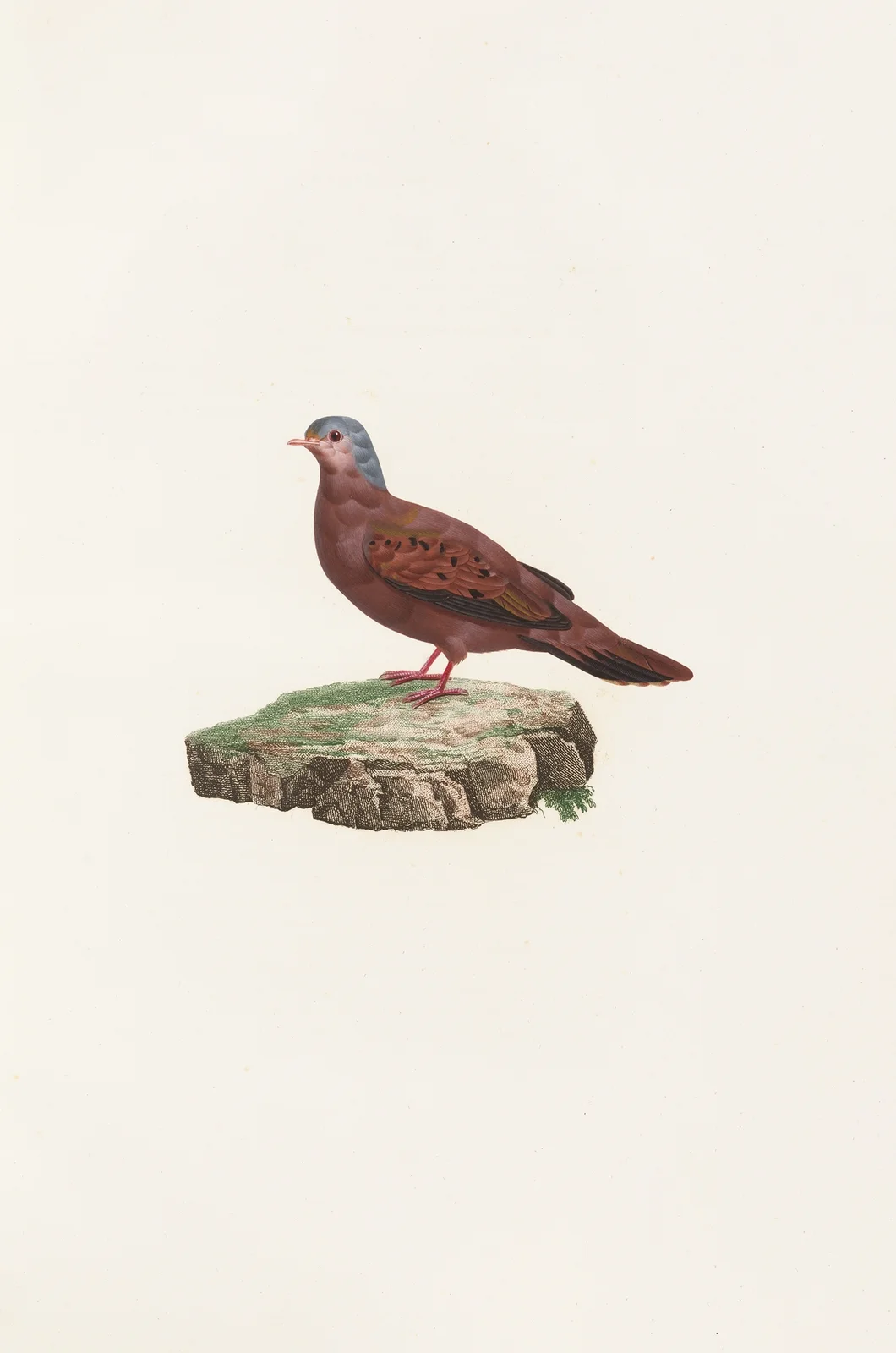 Les pigeons Pl.83 av Coenraad Jacob Temminck