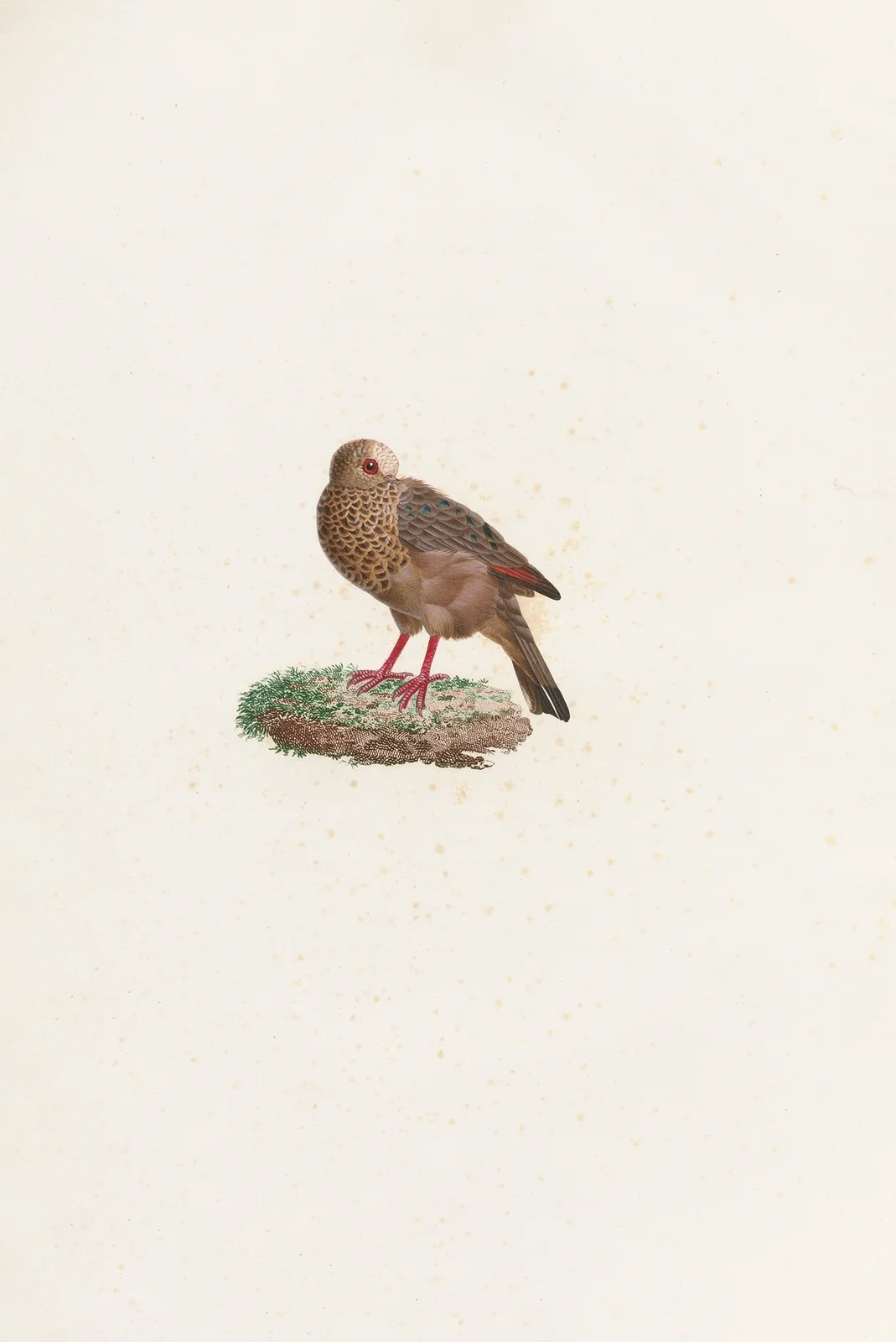Les pigeons Pl.84 av Coenraad Jacob Temminck
