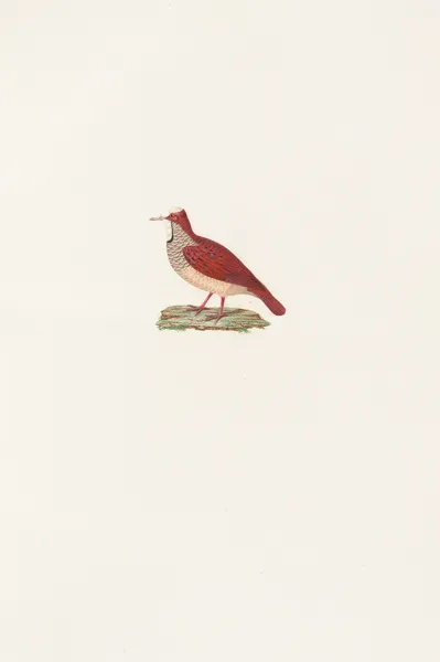 Les pigeons Pl.86 av Coenraad Jacob Temminck