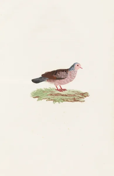 Les pigeons Pl.87 av Coenraad Jacob Temminck