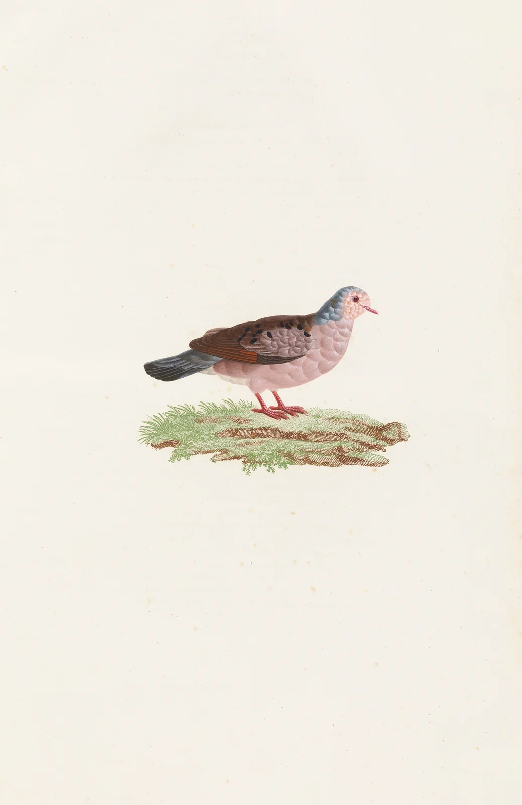 Les pigeons Pl.87 av Coenraad Jacob Temminck