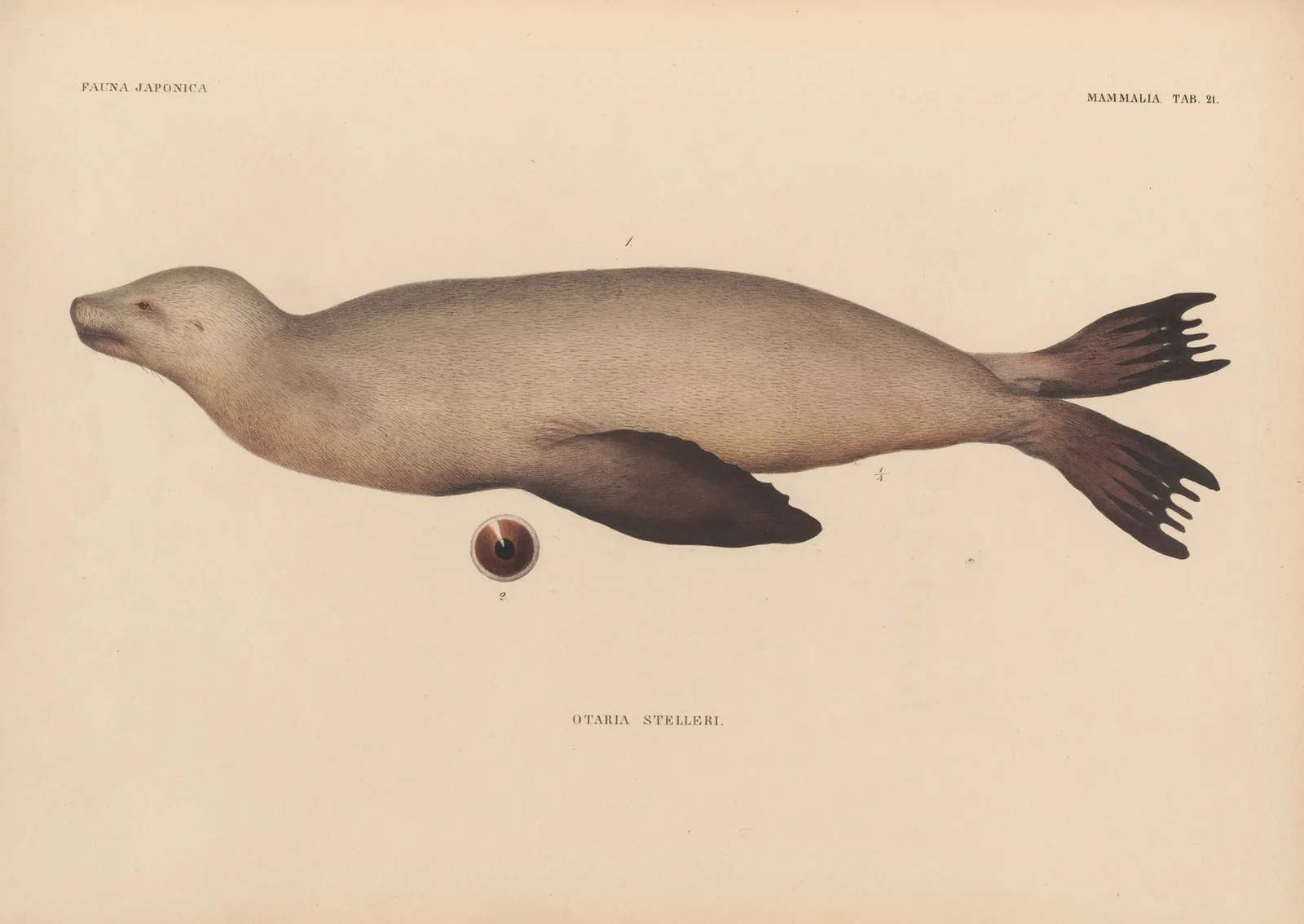 Otaria Stelleri, 1833 – nr 3 av Coenraad Jacob Temminck