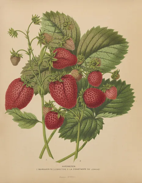 Aardbezien 1. Marguerite 2. La Constante av Abraham Jacobus Wendel