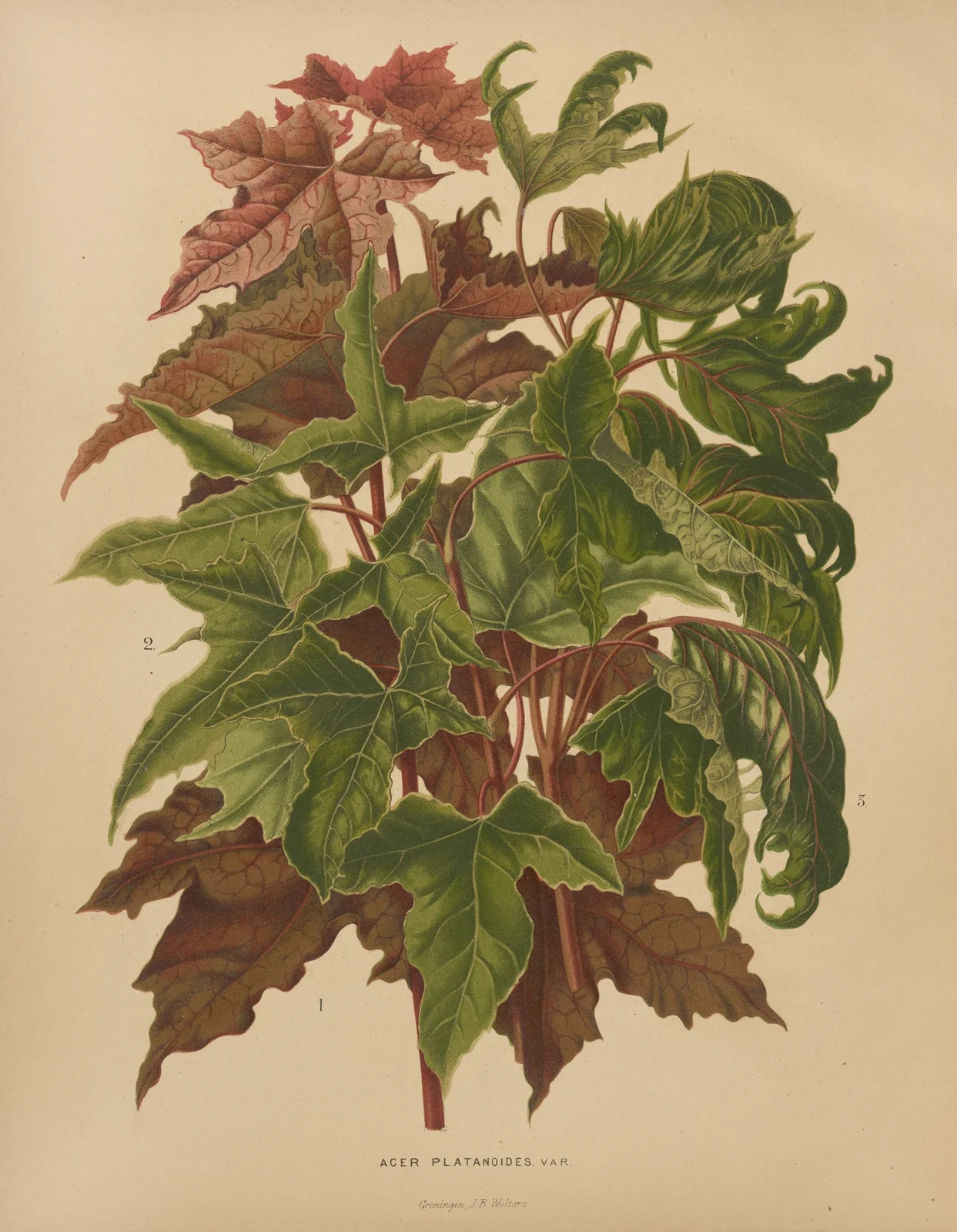 Acer Platanoides Var. av Abraham Jacobus Wendel