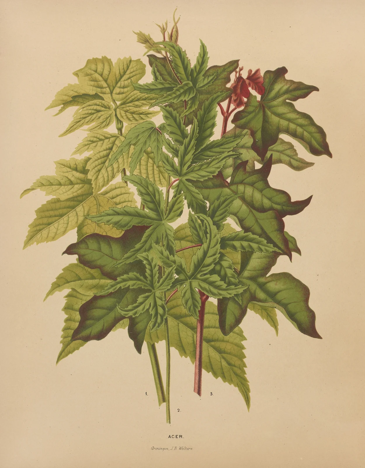 Acer av Abraham Jacobus Wendel