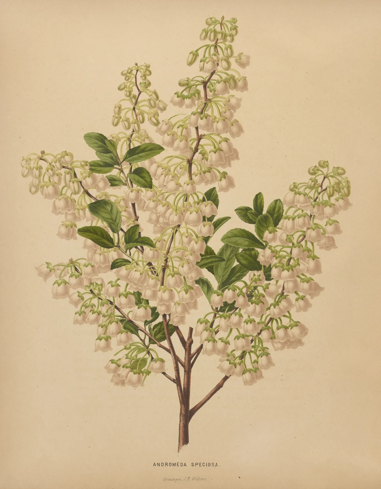 Andromeda Speciosa av Abraham Jacobus Wendel