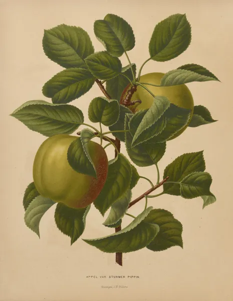 Appel Var. Sturmer Pippin av Abraham Jacobus Wendel