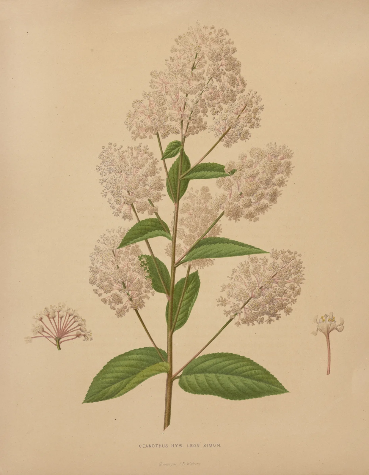 Ceanothus Hyb. Leon Simon av Abraham Jacobus Wendel