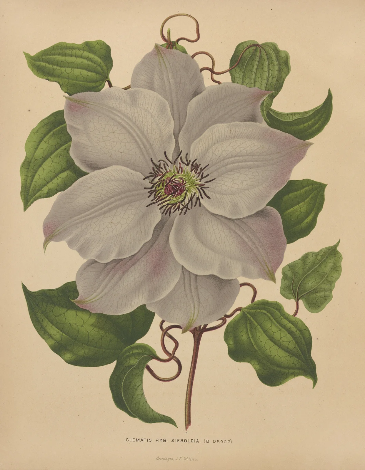 Clematis Hyb. Sieboldia av Abraham Jacobus Wendel