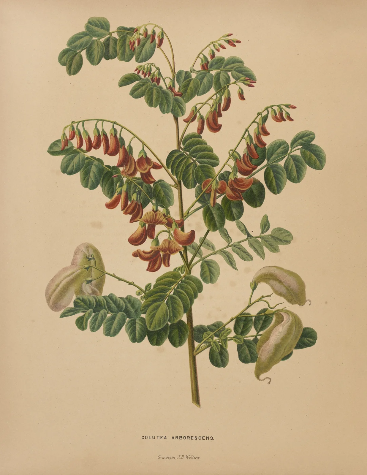 Colutea Arborescens av Abraham Jacobus Wendel