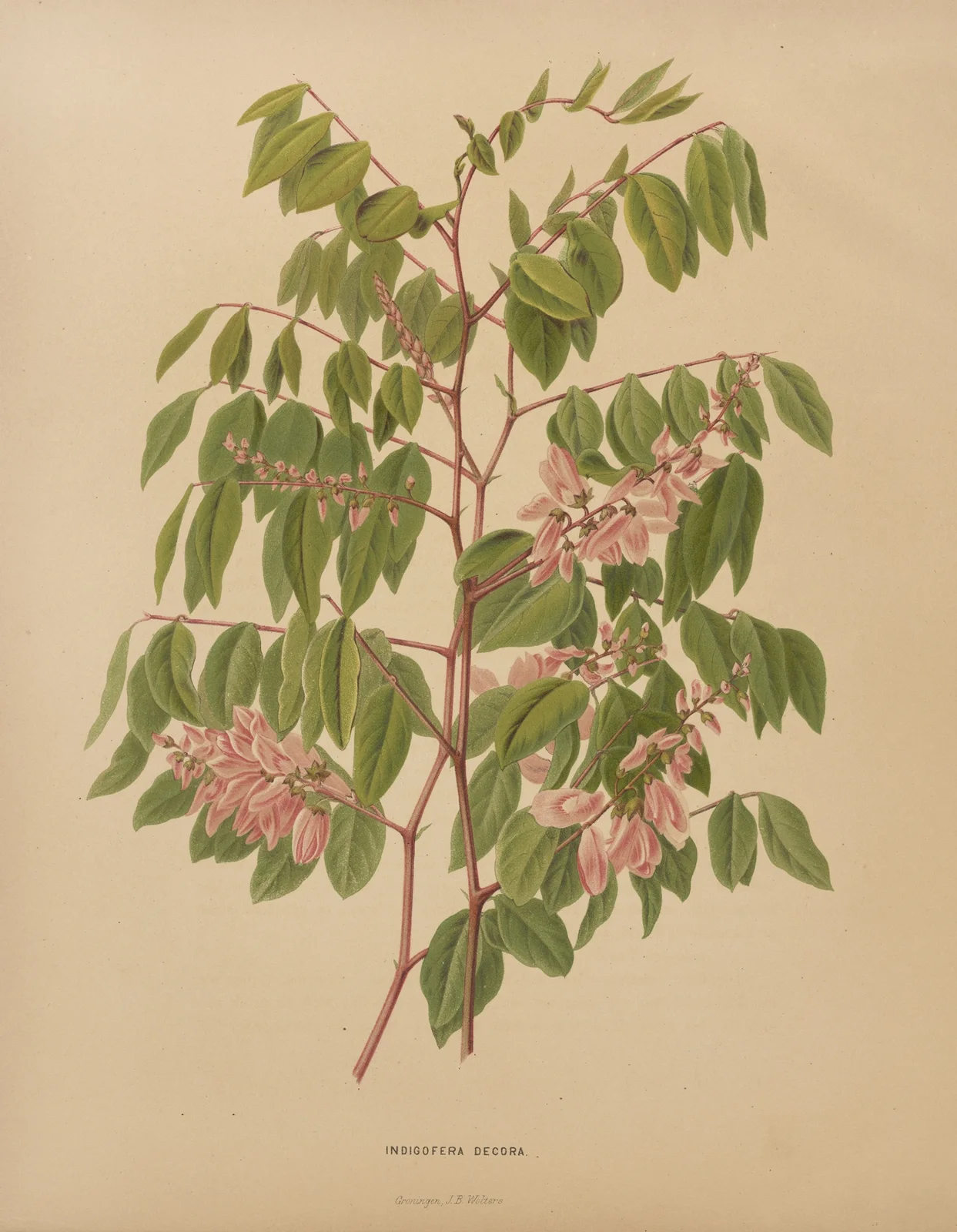 Indigofera Decora av Abraham Jacobus Wendel