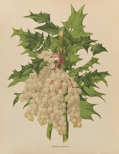 Mahonia Japonica av Abraham Jacobus Wendel