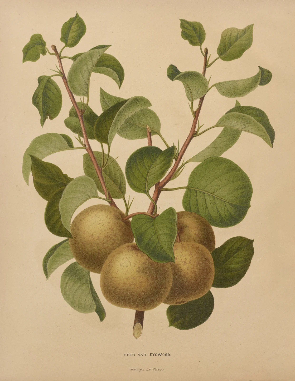 Peer Var. Eyewood av Abraham Jacobus Wendel