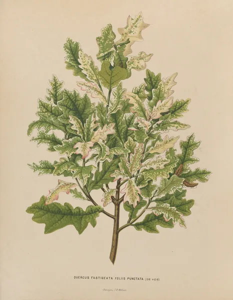 Quercus Fastigeata Foliis Punctata av Abraham Jacobus Wendel
