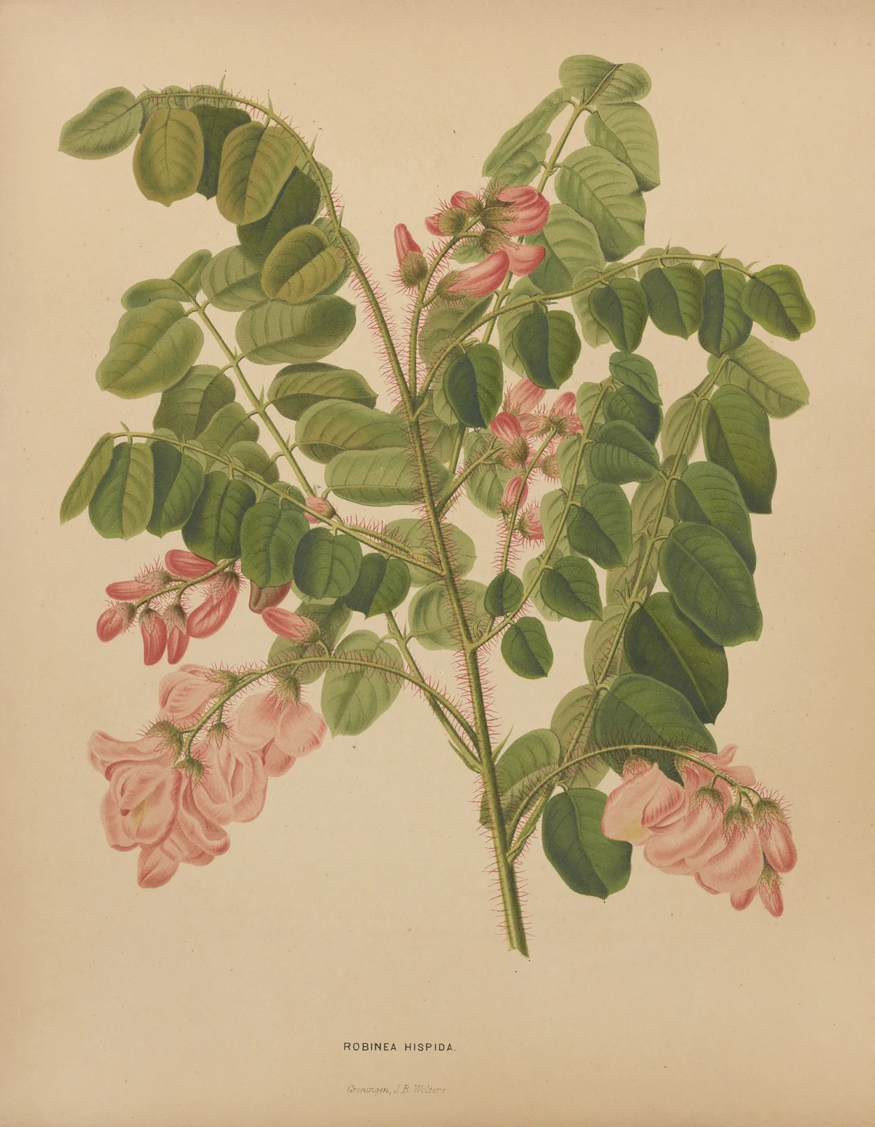 Robinea Hispida av Abraham Jacobus Wendel