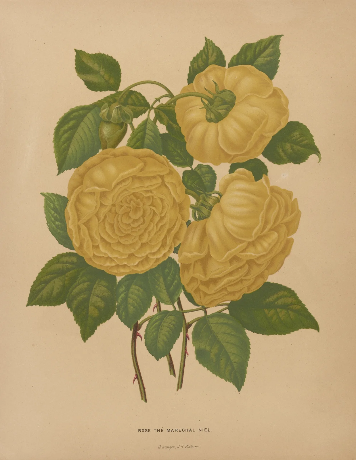 Rose The Marechal Niel av Abraham Jacobus Wendel