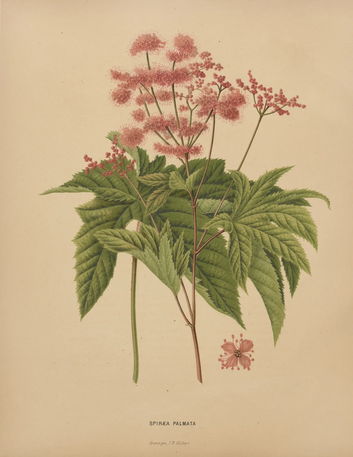 Spiraea Palmata av Abraham Jacobus Wendel