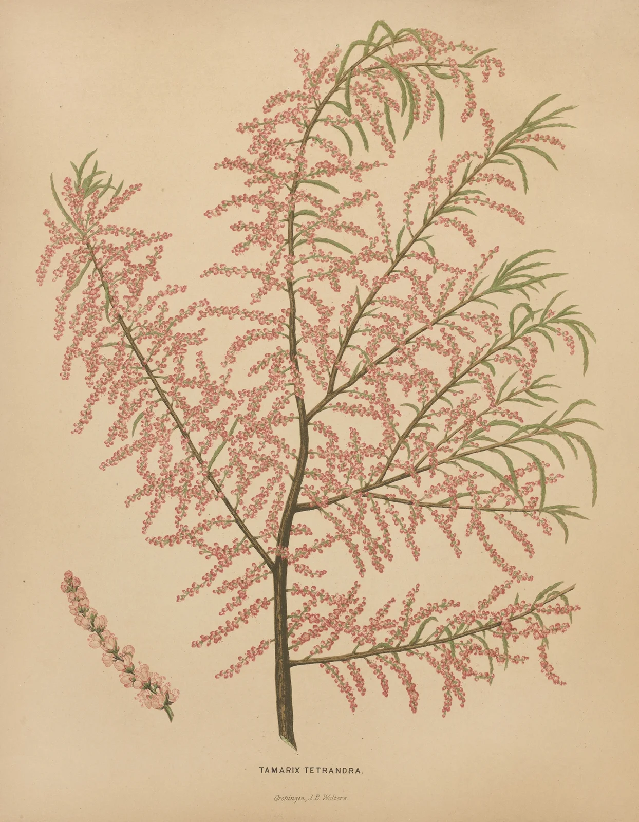 Tamarix Tetrandra av Abraham Jacobus Wendel