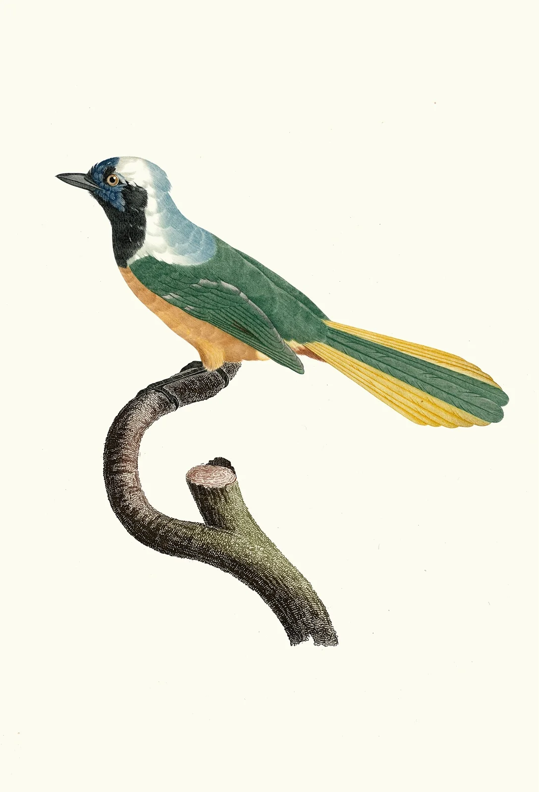 Le Geai Péruvien. av Jacques Barraband