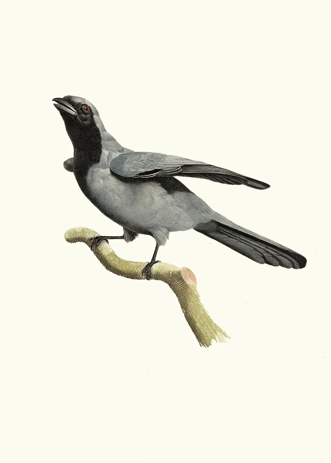 Le Rollier à masque noir. av Jacques Barraband