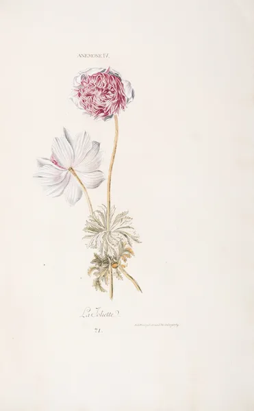 Anemone IV. La Joliette av Christoph Jakob Trew