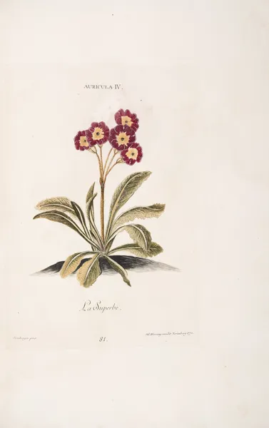 Auricula IV. La Superbe av Christoph Jakob Trew