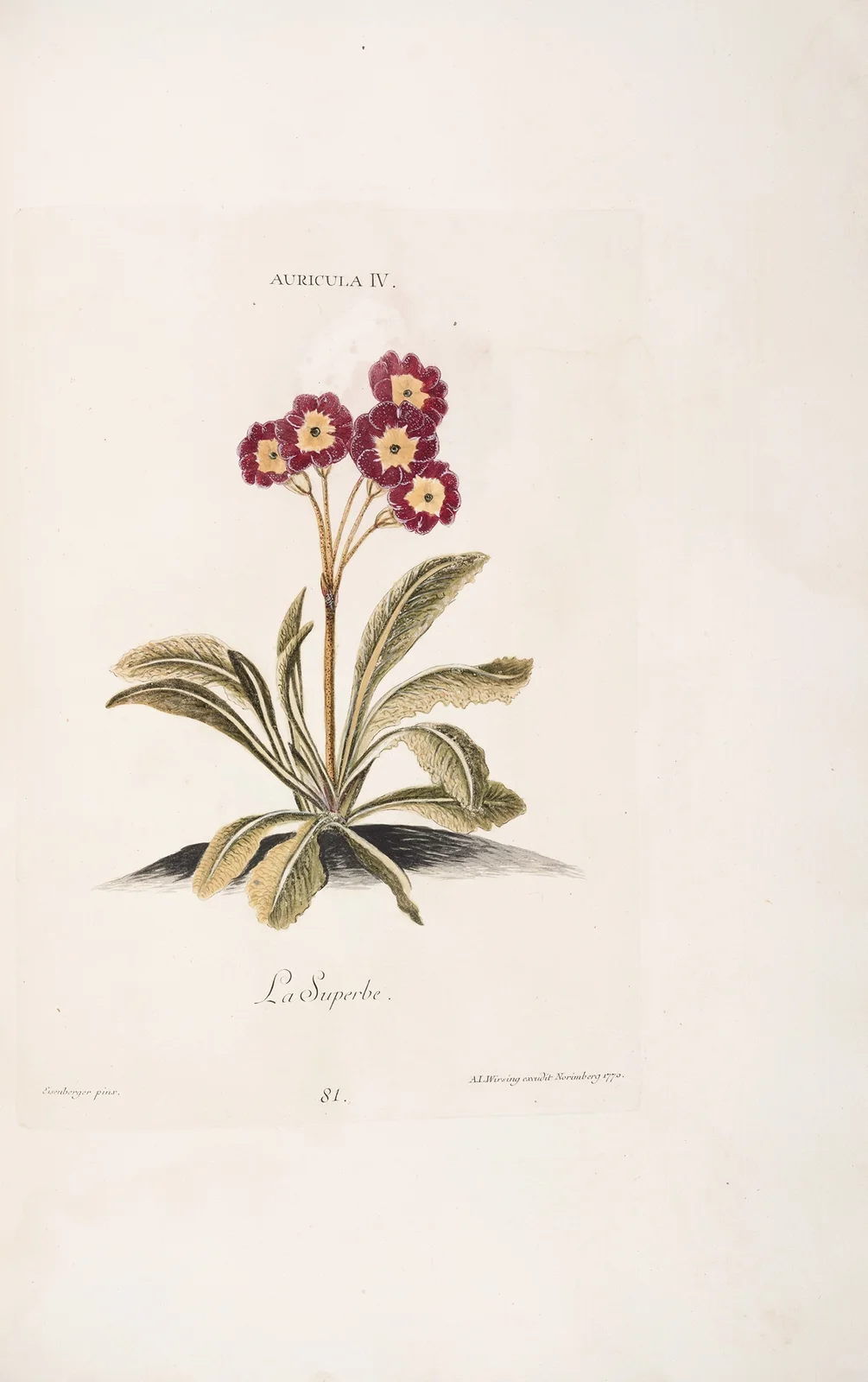 Auricula IV. La Superbe av Christoph Jakob Trew