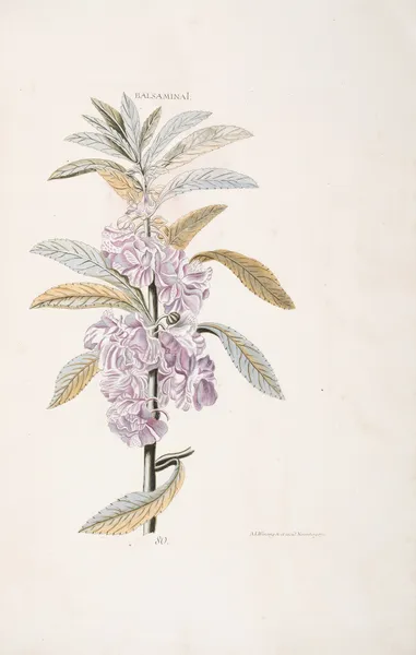 Balsamina I av Christoph Jakob Trew