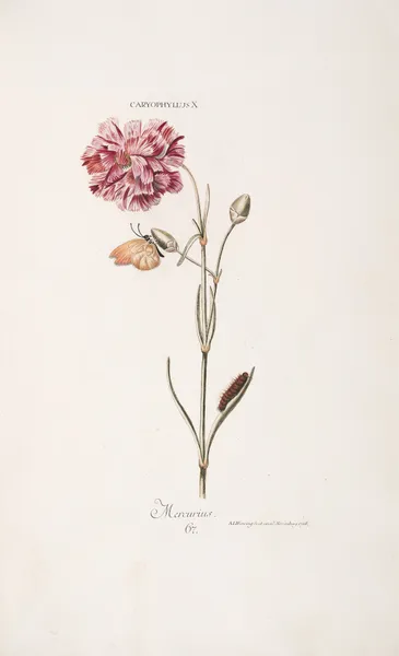 Caryophyllus X. Mercurius av Christoph Jakob Trew