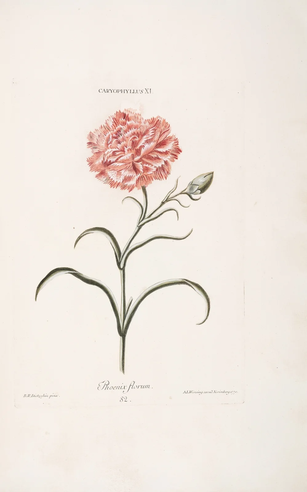 Caryophyllus XI. Phoenix florum av Christoph Jakob Trew