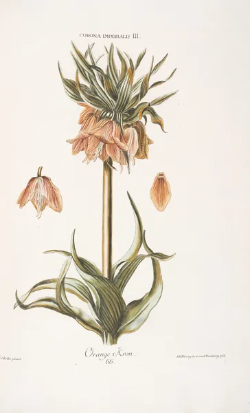 Corona Imperialis III. Orange Kron av Christoph Jakob Trew