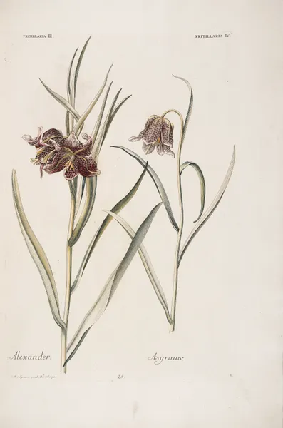 Fritillaria III. et IV. Alexander. Asgraauw av Christoph Jakob Trew
