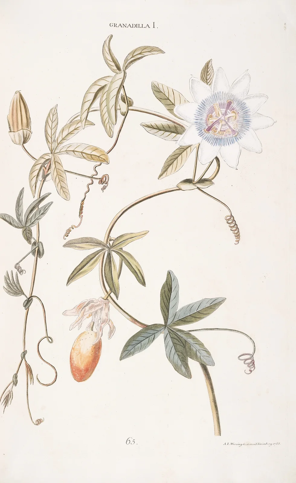 Granadilla I av Christoph Jakob Trew