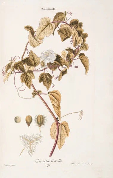 Granadilla III. Granadilla flore albo av Christoph Jakob Trew