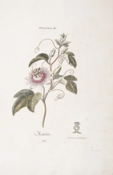 Granadilla IV. Mathildis av Christoph Jakob Trew