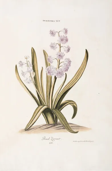 Hyacinthus XIV. Praal Zieraat av Christoph Jakob Trew