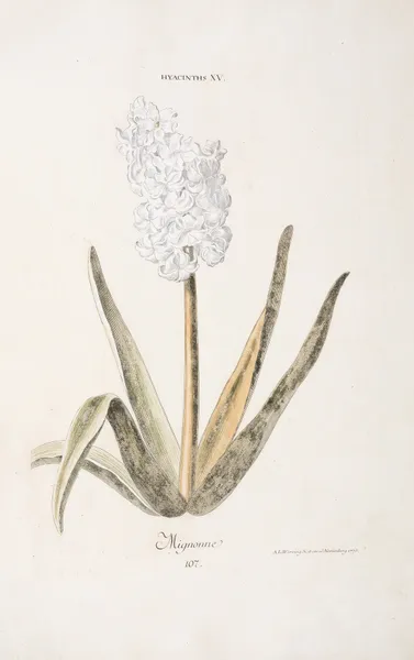Hyacinthus XV. Mignonne av Christoph Jakob Trew