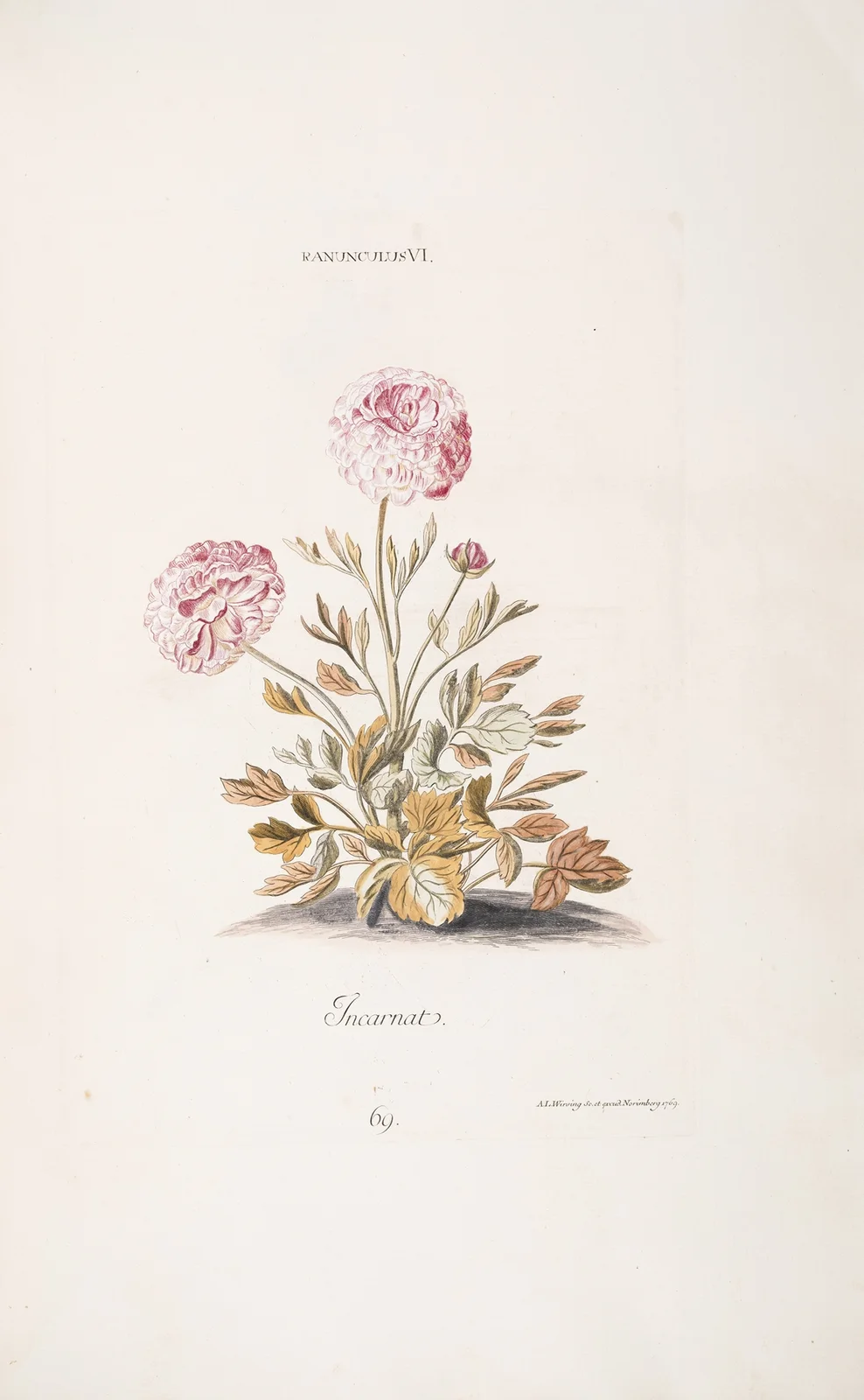Ranunculus VI. Incarnat av Christoph Jakob Trew