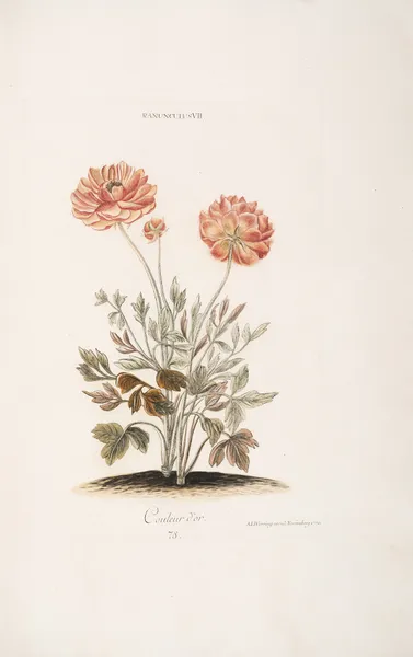 Ranunculus VII. Couleur d’or av Christoph Jakob Trew