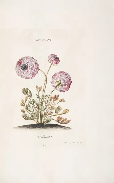 Ranunculus VIII. Arethusa av Christoph Jakob Trew