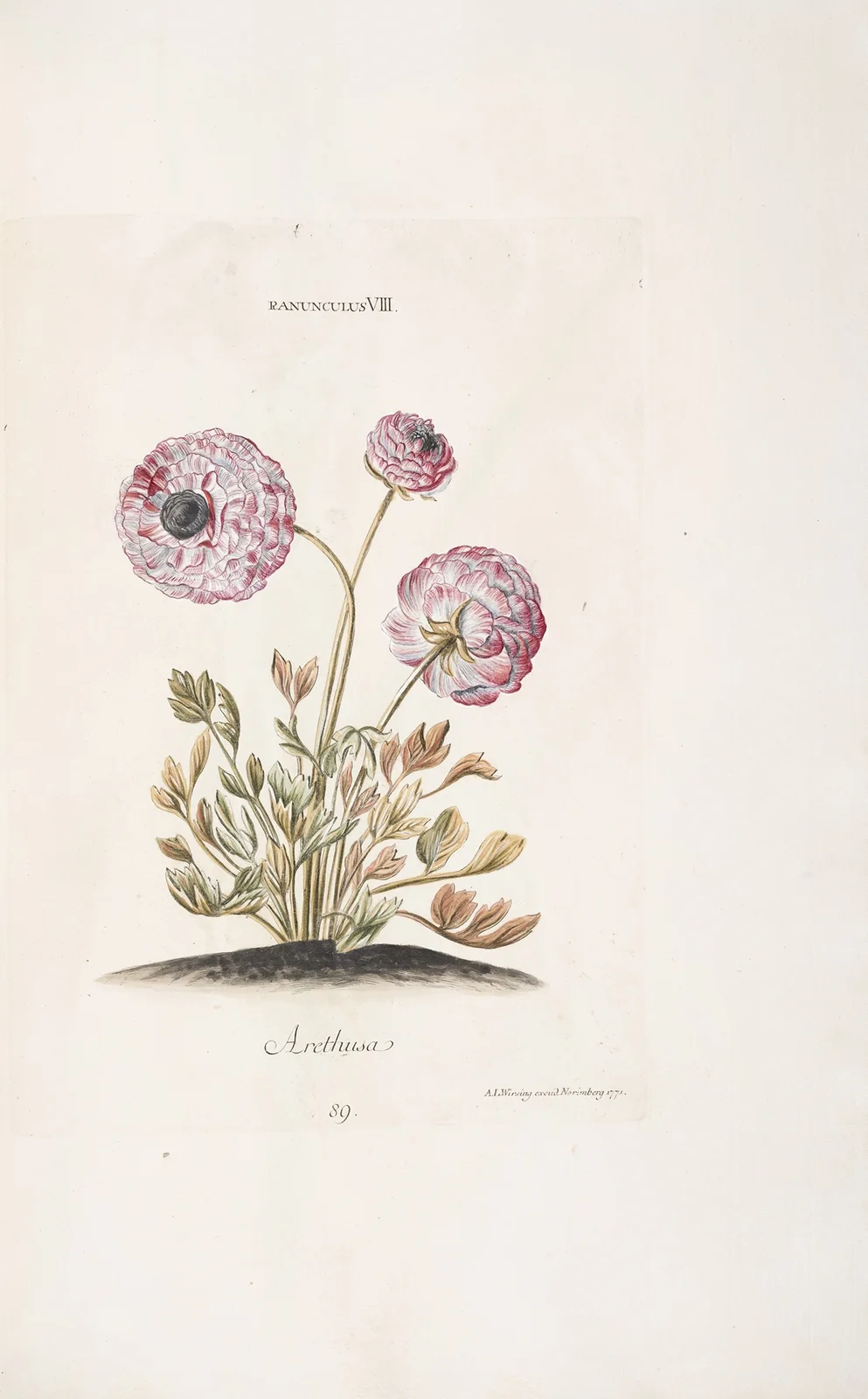 Ranunculus VIII. Arethusa av Christoph Jakob Trew