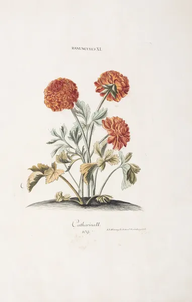 Ranunculus XI. Catharina II av Christoph Jakob Trew