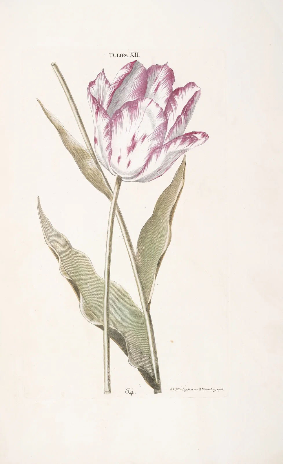 Tulipa XII av Christoph Jakob Trew