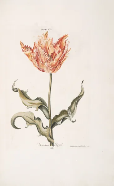 Tulipa XVI. Monstrosa Royale av Christoph Jakob Trew